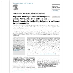 Angiocrine Hepatocyte Growth Factor Signaling Controls Physiological Organ And Body Size And Dynamic Hepatocyte Proliferation To